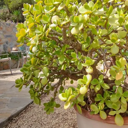 Azzurra Home-charming Property- For 6 Guests Villa Benissa